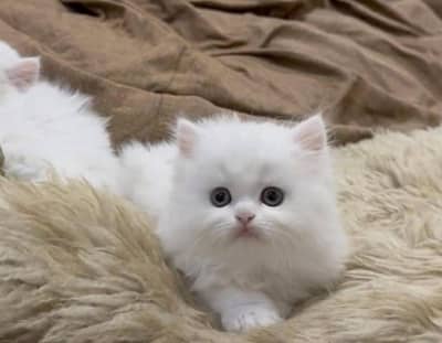 Low Price Kittens/White Persian Kitten/Cats/Male/Female