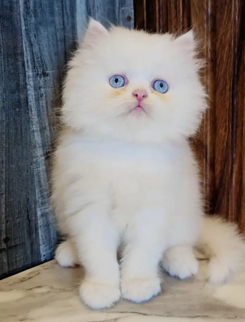 Low Price Kittens/White Persian Kitten/Cats/Male/Female — photo 3