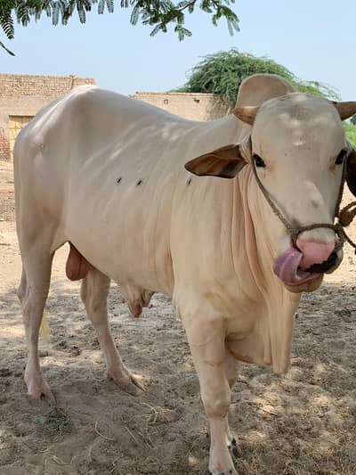 2 Dant bull for sale