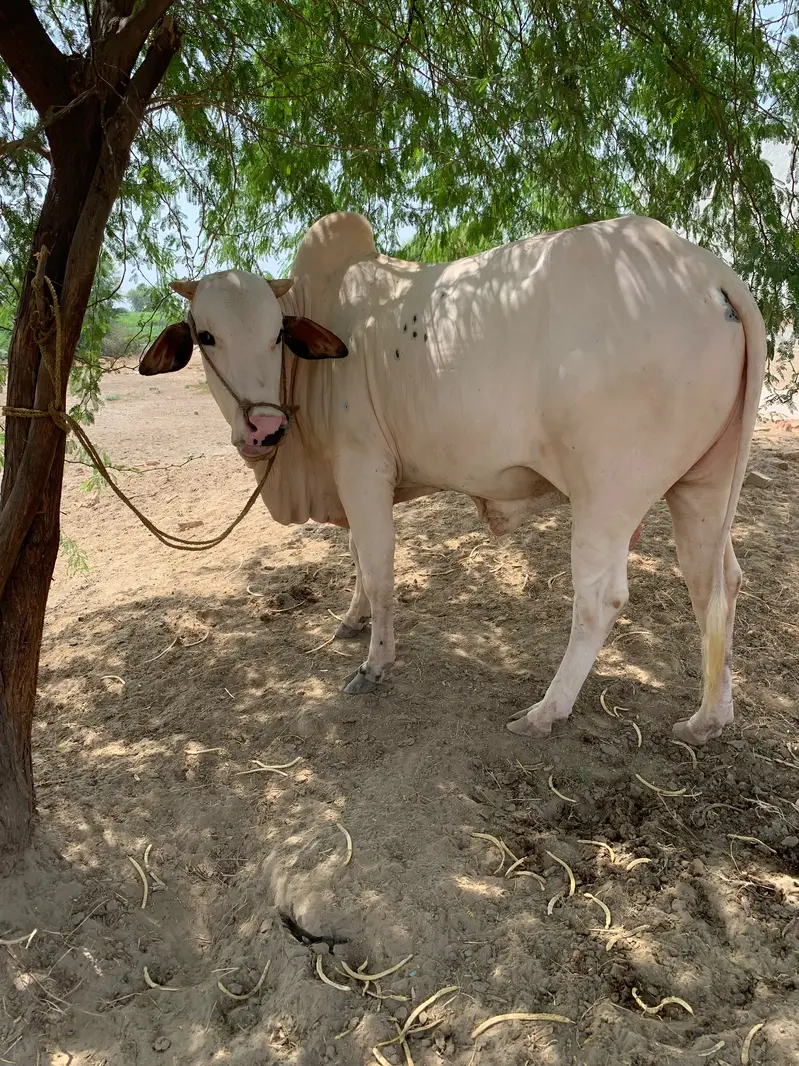 2 Dant bull for sale — photo 2