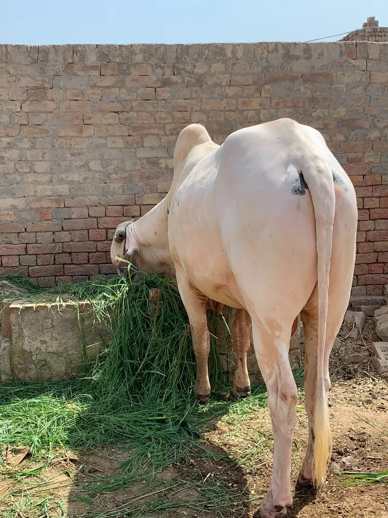 2 Dant bull for sale — photo 3