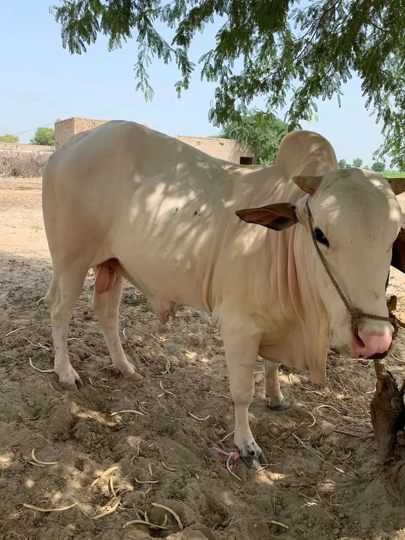 2 Dant bull for sale — photo 4