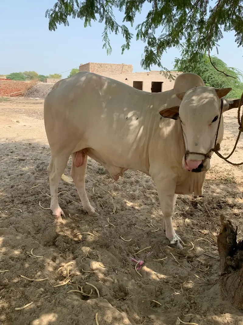 2 Dant bull for sale — photo 5