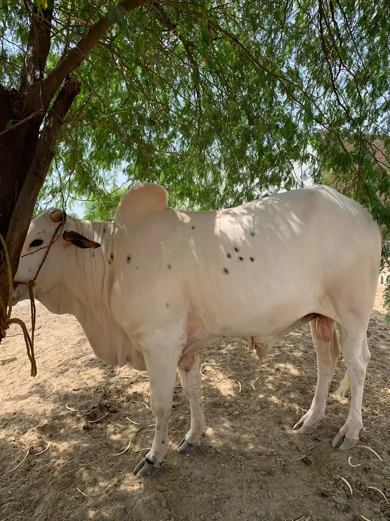 2 Dant bull for sale — photo 6