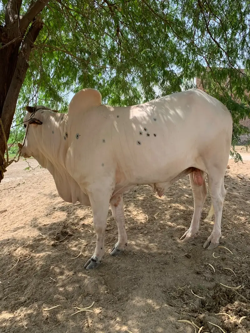 2 Dant bull for sale — photo 7