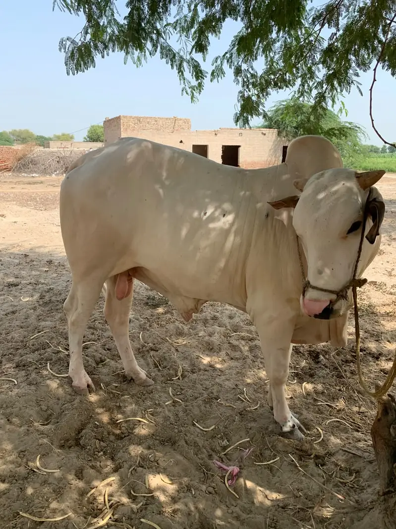 2 Dant bull for sale — photo 8
