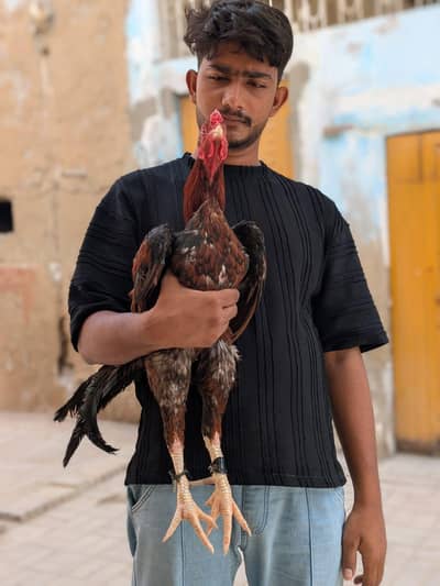 aseel mianwali murga