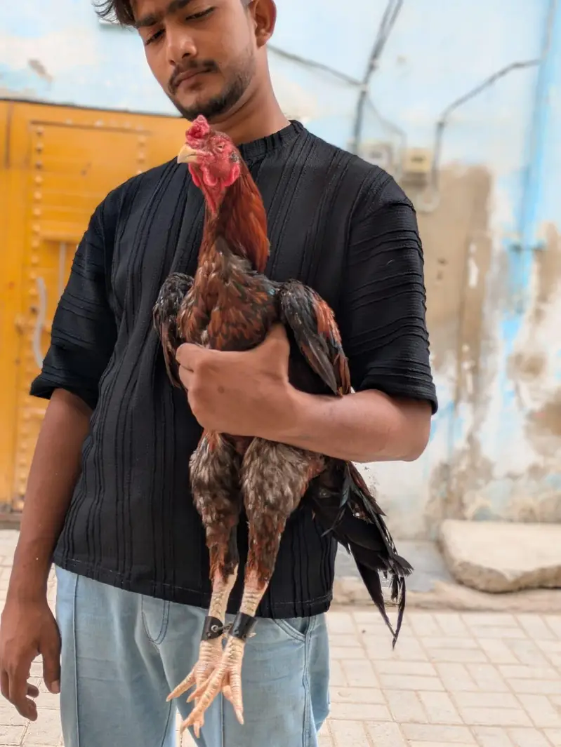 aseel mianwali murga — photo 3