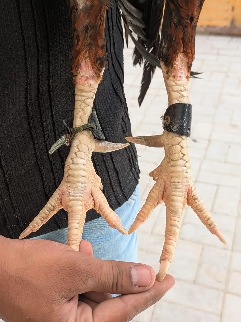aseel mianwali murga — photo 4