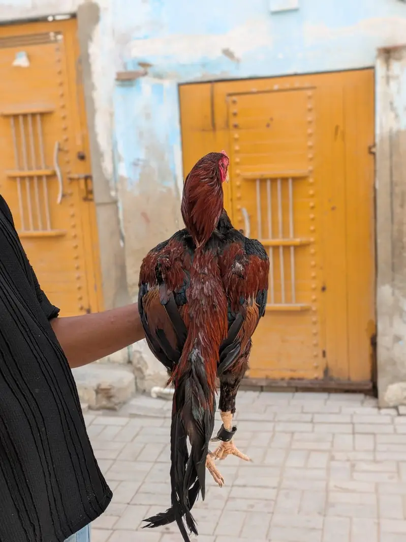 aseel mianwali murga — photo 5