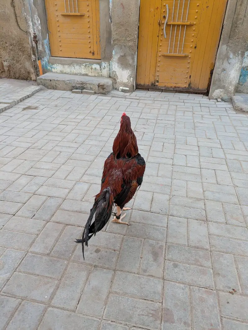 aseel mianwali murga — photo 6