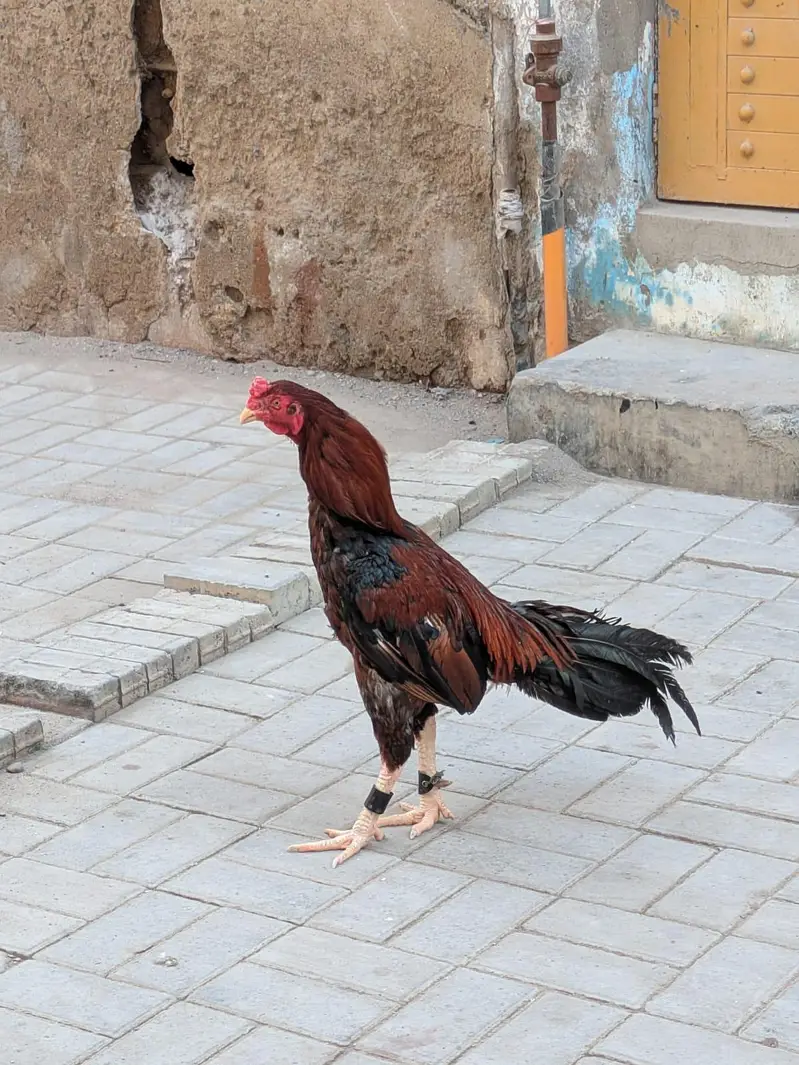 aseel mianwali murga — photo 7