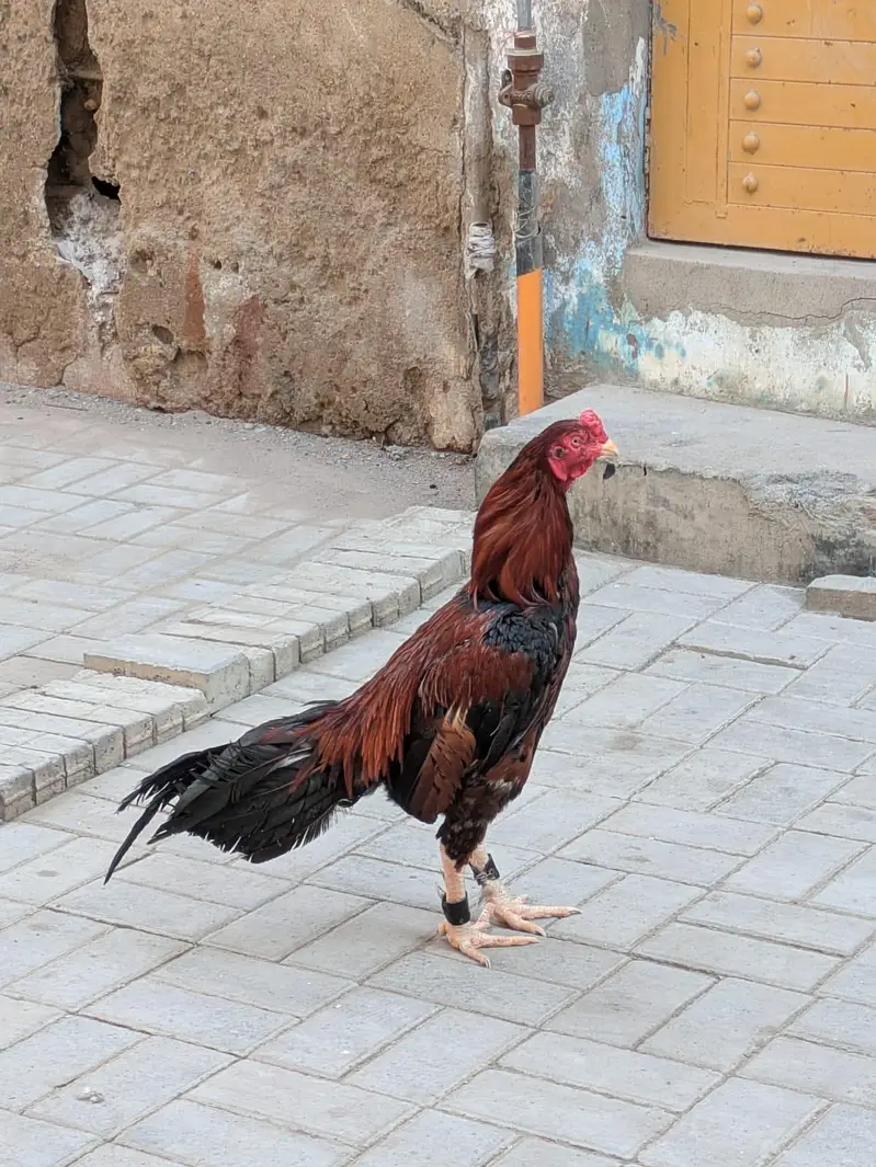 aseel mianwali murga — photo 8