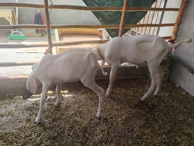 Kajla pair — photo 5