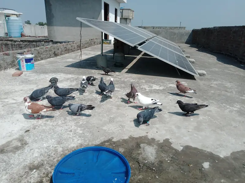 shirazi pair + pathy pathiya — photo 2