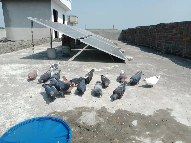 shirazi pair + pathy pathiya — photo 4