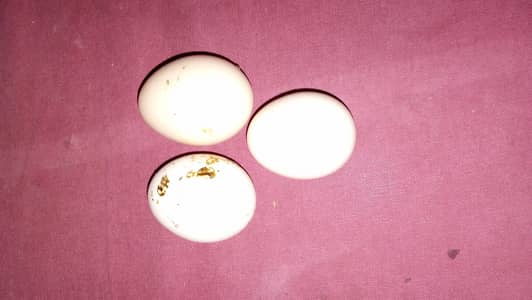 Desi eggs for sale 300 RS dozen/dargan