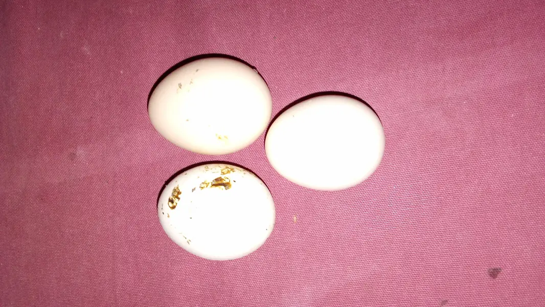 Desi eggs for sale 300 RS dozen/dargan — photo 2