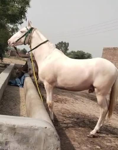 white horse