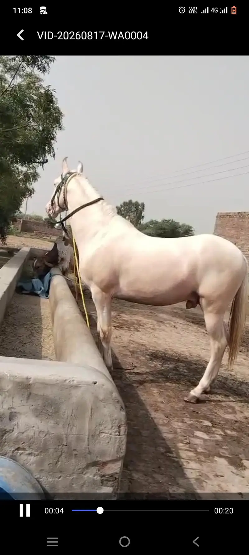 white horse — photo 2