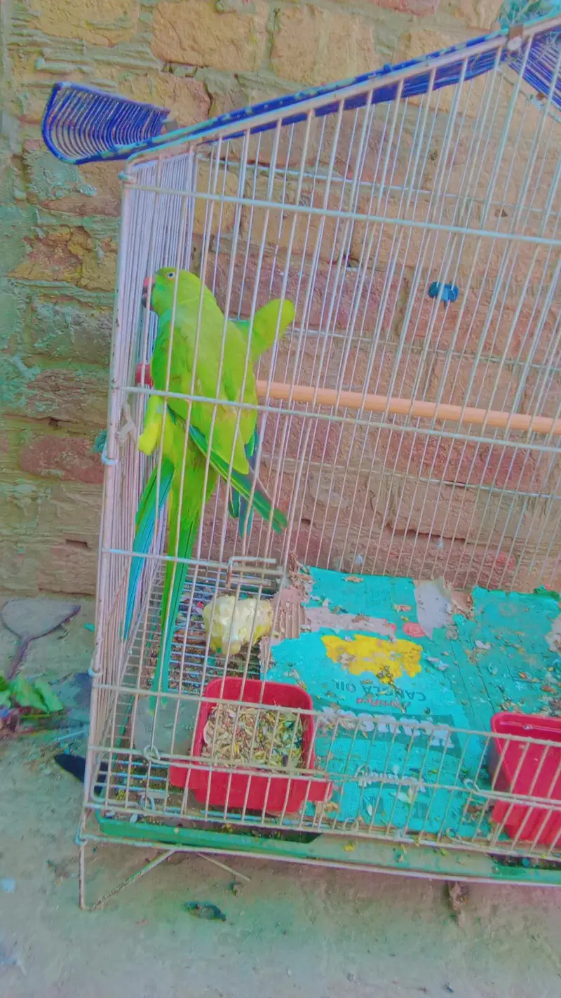 for sale.  good condition hand taim — photo 4