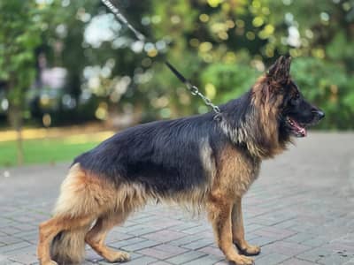 german shepherd tripple coat