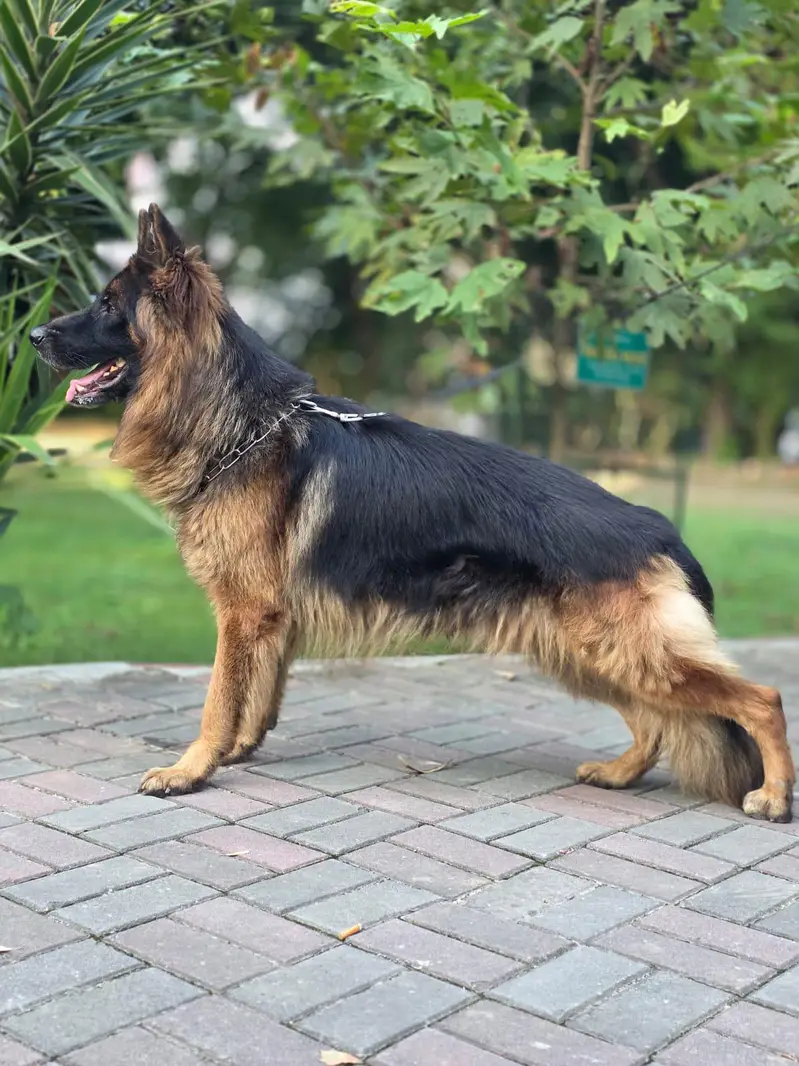 german shepherd tripple coat — photo 3