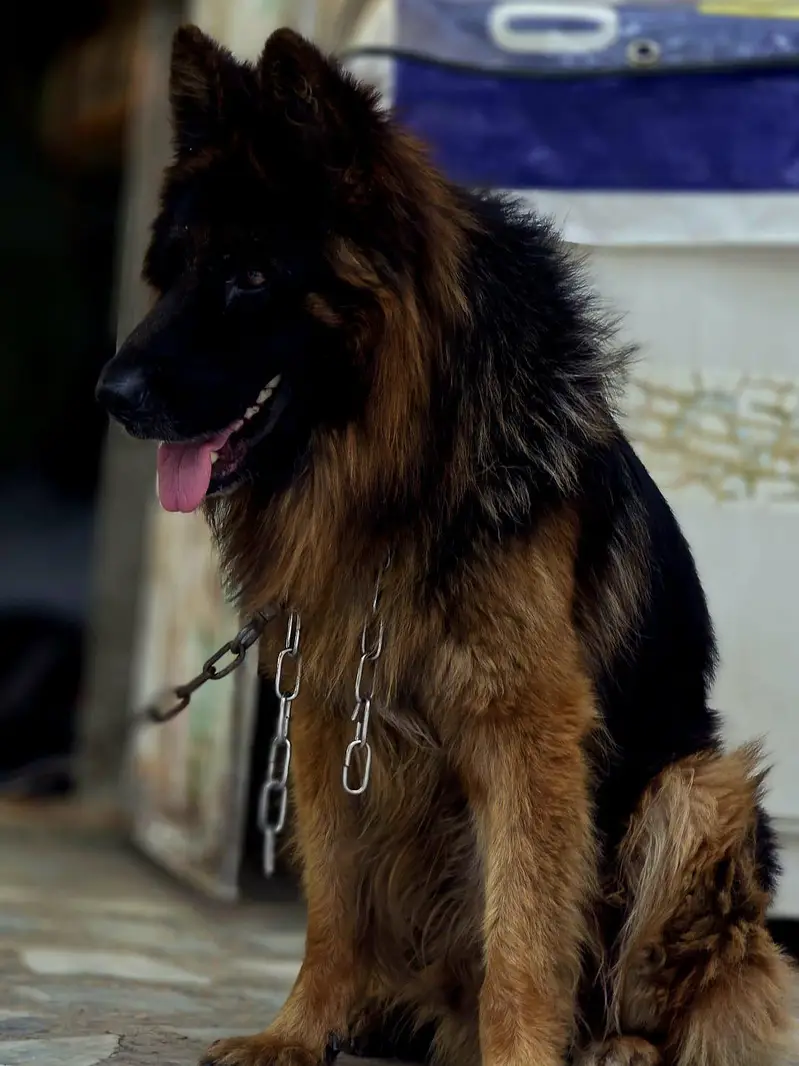 german shepherd tripple coat — photo 4