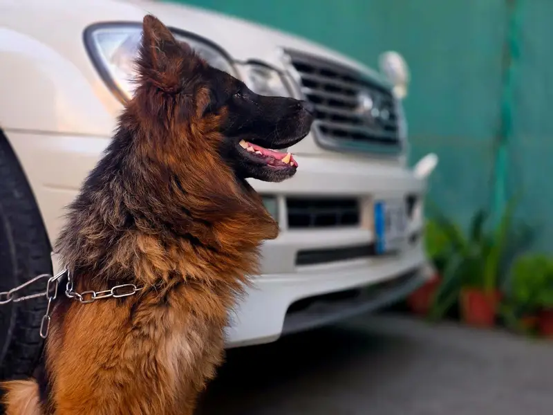 german shepherd tripple coat — photo 5