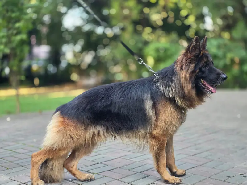 german shepherd tripple coat — photo 6
