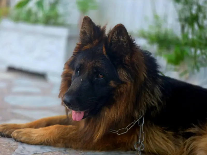 german shepherd tripple coat — photo 7
