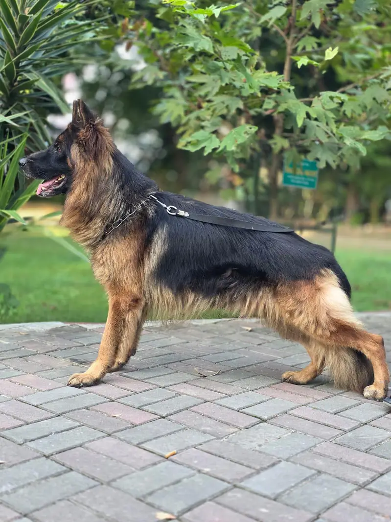 german shepherd tripple coat — photo 8