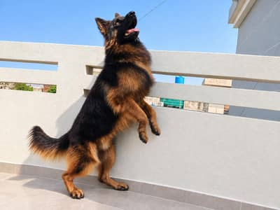 German shepherd Male _Pedigree GSD dog