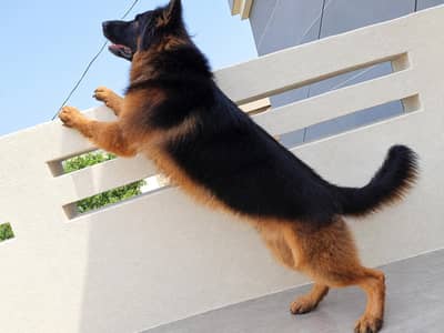German shepherd Male _Pedigree GSD dog