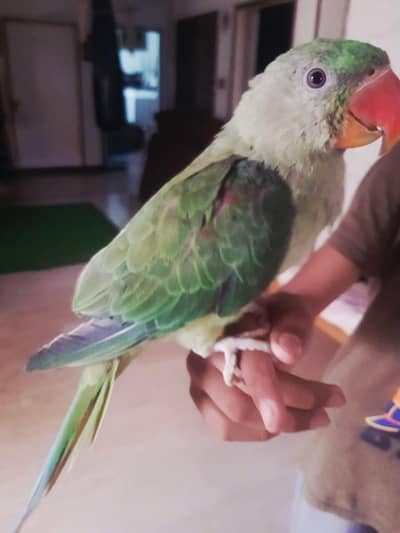 Raw parrot for sale