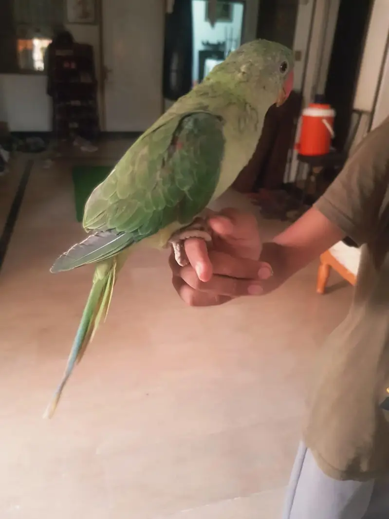 Raw parrot for sale — photo 2