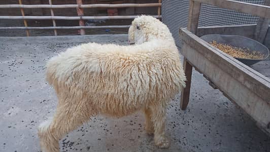 vip pure kajla bacha male for sale