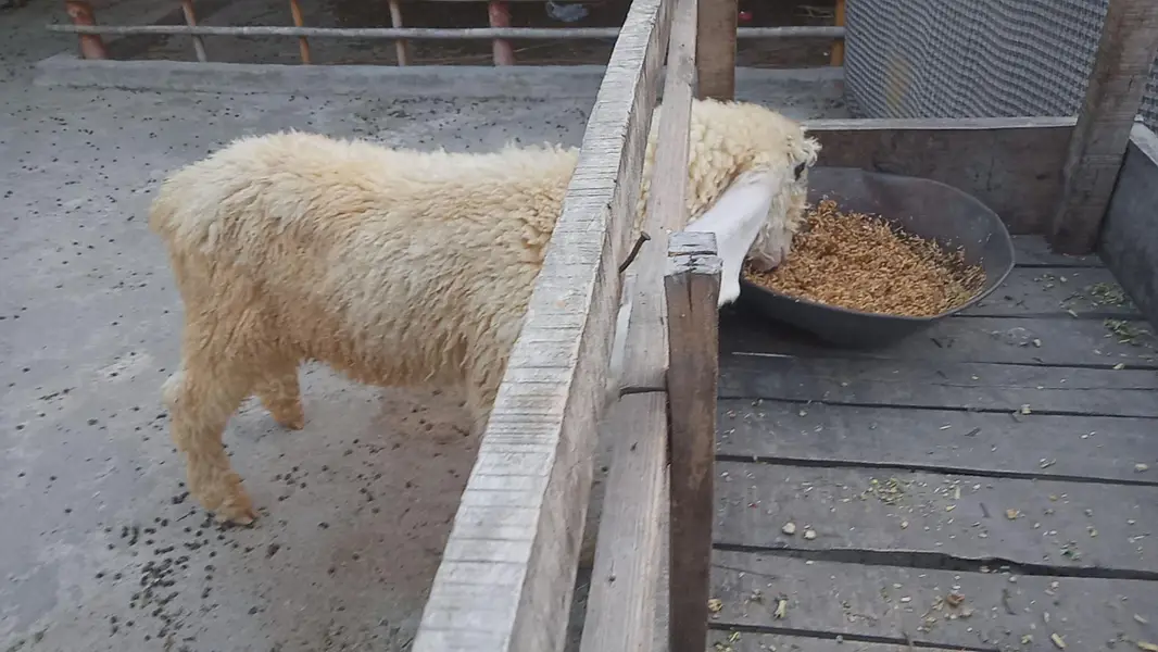 vip pure kajla bacha male for sale — photo 2