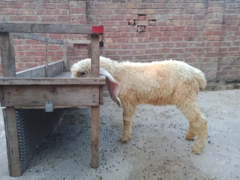 vip pure kajla bacha male for sale — photo 3