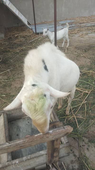 Alfa male