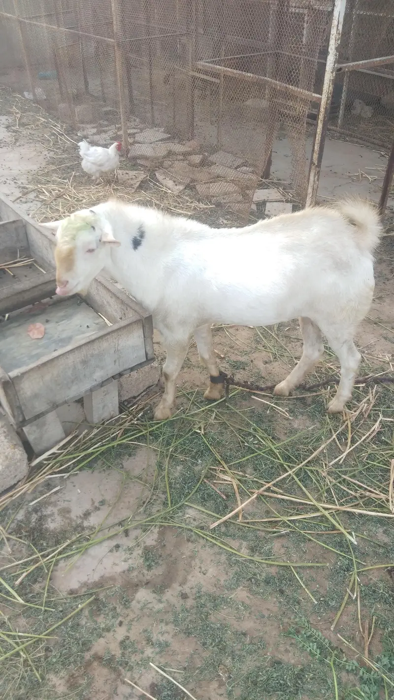 Alfa male — photo 3