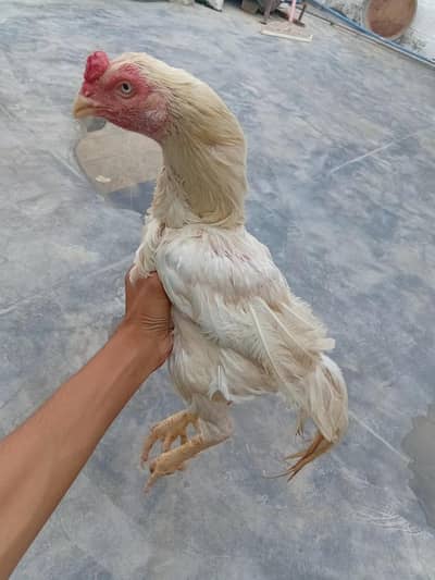 aseel murga murgi
