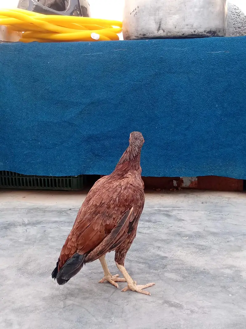 aseel murga murgi — photo 6