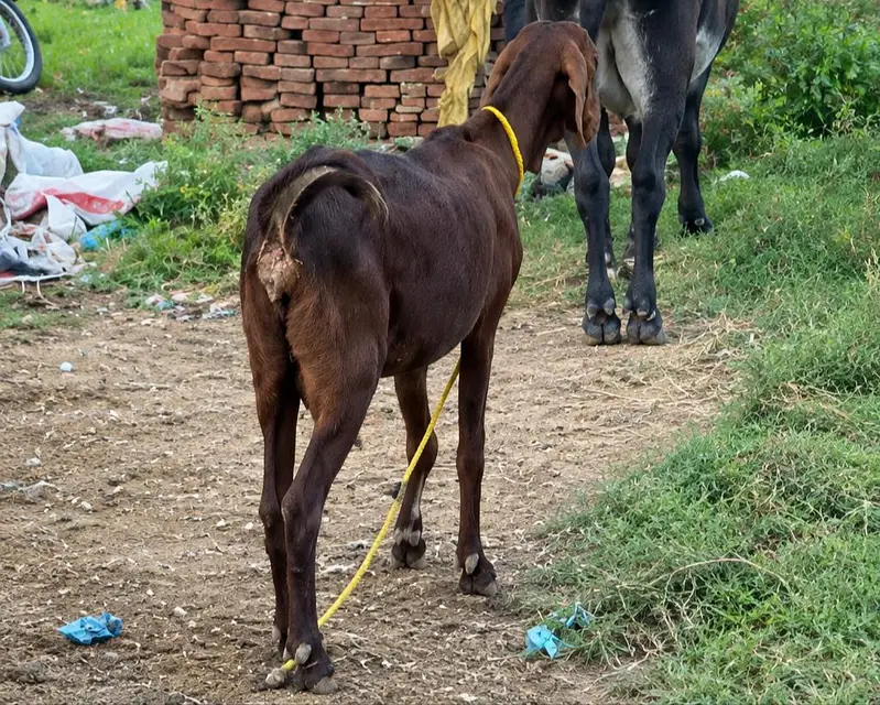 gaban bakri beetal crass — photo 2