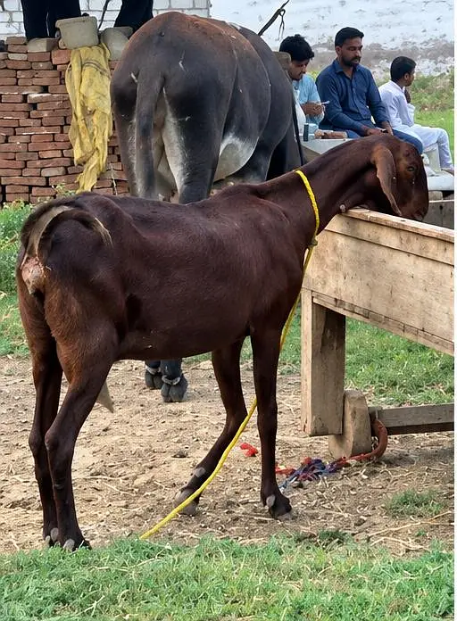 gaban bakri beetal crass — photo 3