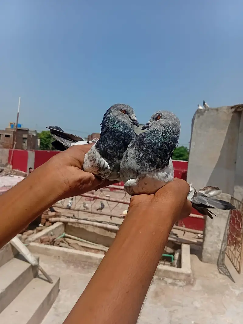 Mashallah top quality antique pair for sale 03039576668 — photo 4