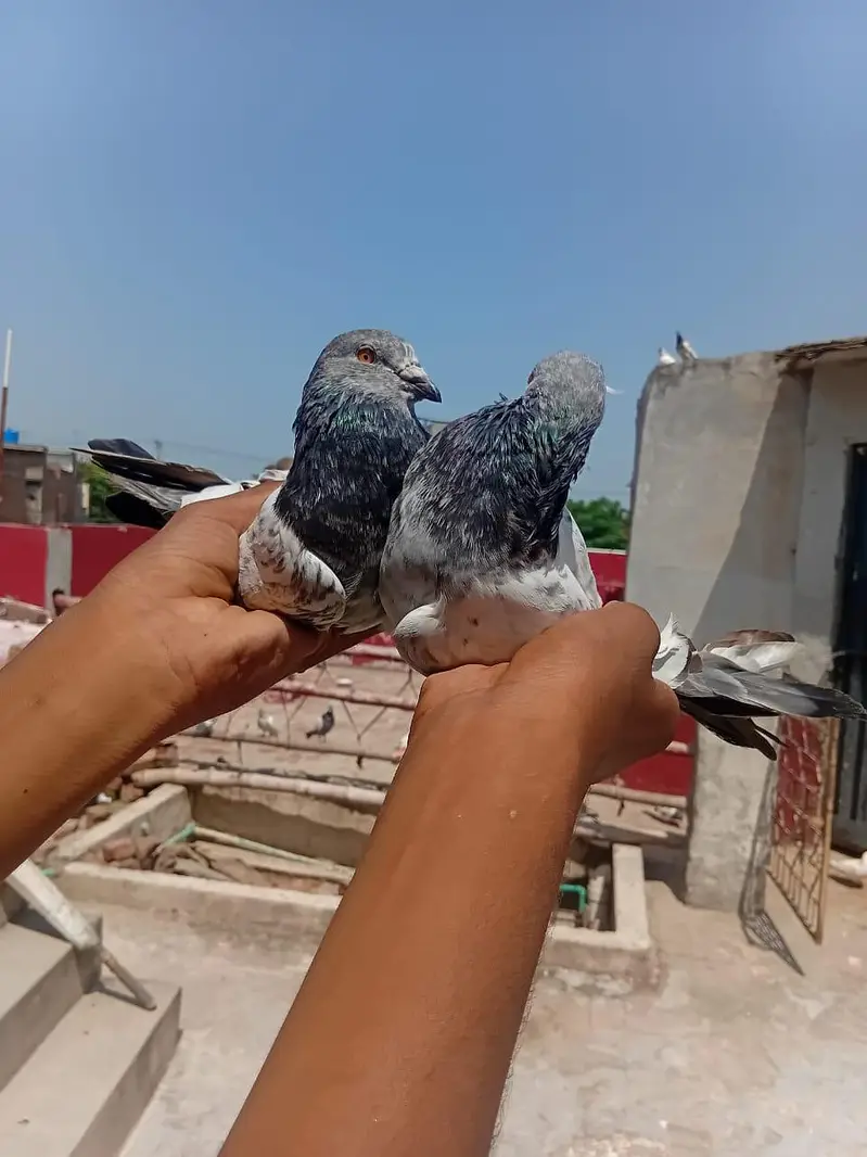 Mashallah top quality antique pair for sale 03039576668 — photo 5