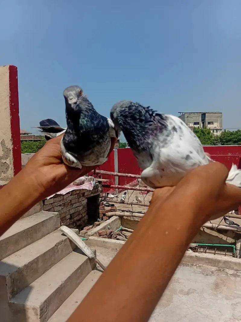 Mashallah top quality antique pair for sale 03039576668 — photo 7