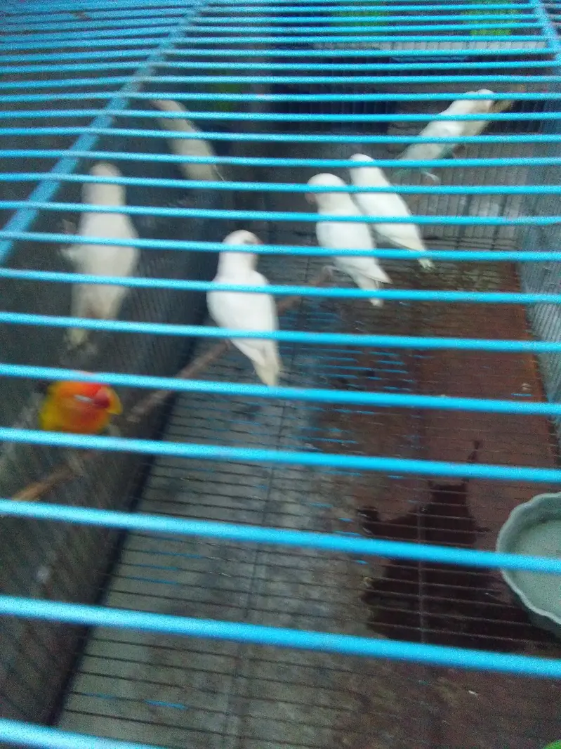 love bird  albino black eye 8 peics  with 2 big cages — photo 2