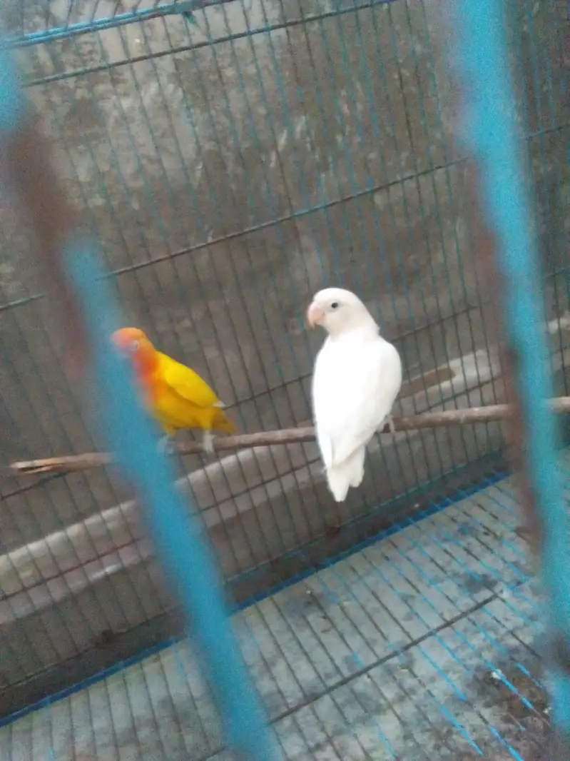 love bird  albino black eye 8 peics  with 2 big cages — photo 3